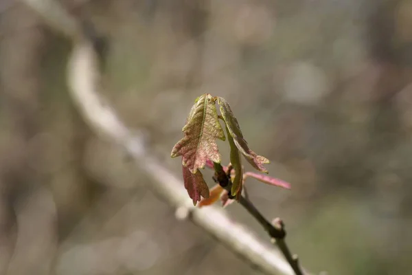 Frühlingstriebe Einer Weißen Eiche Quercus Alba — Stockfoto