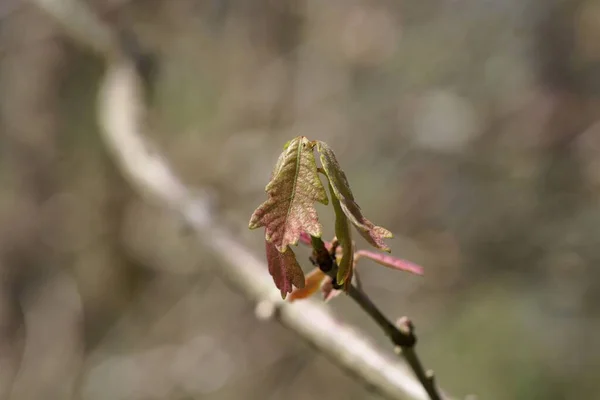 Spring Shoots White Oak Tree Quercus Alba — Stock Photo, Image