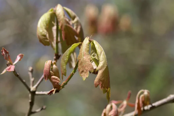 Spring Shoots White Oak Tree Quercus Alba — Stock Photo, Image