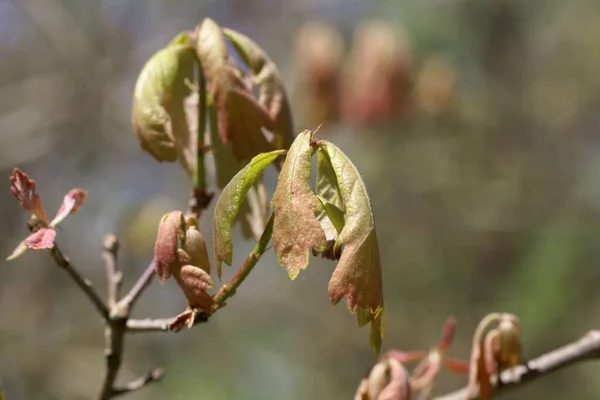 Spring Shoots White Oak Tree Quercus Alba — Stock Photo, Image