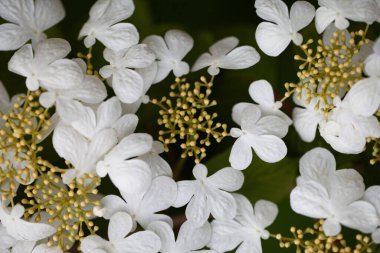 Japon kartopu çiçeklerinin detaylı fotoğrafı, Viburnum plicatum