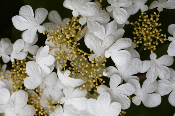 Japanese Snowball Flows Viburnum Plicatum — 스톡 사진