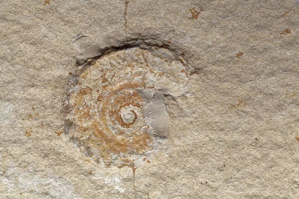 Empreinte Ammonite Sur Calcaire Solnhofen Jurassique Sud Allemagne — Photo