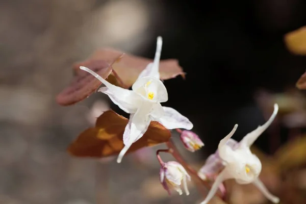 Цветок Большого Цветущего Бесцветника Epimedium Grandiflorum Стоковое Фото