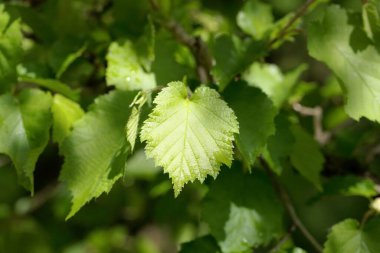 Türk fındık çalısı yaprakları, Corylus colurna