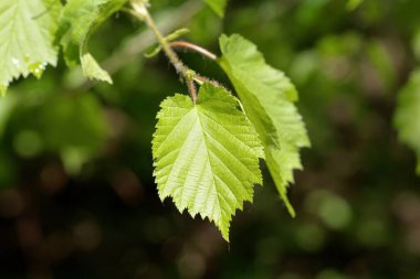 Türk fındık çalısı yaprakları, Corylus colurna