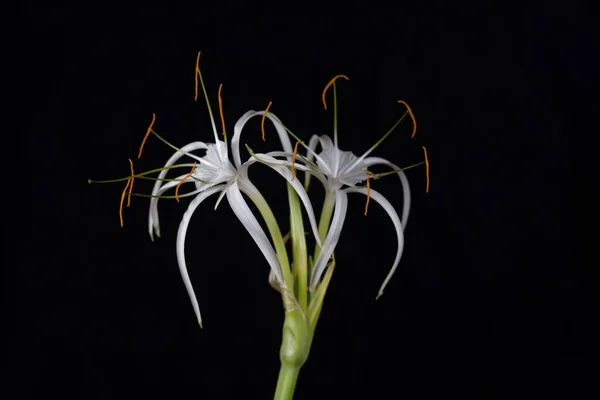 具有黑色背景的刺槐百合花的花序 — 图库照片