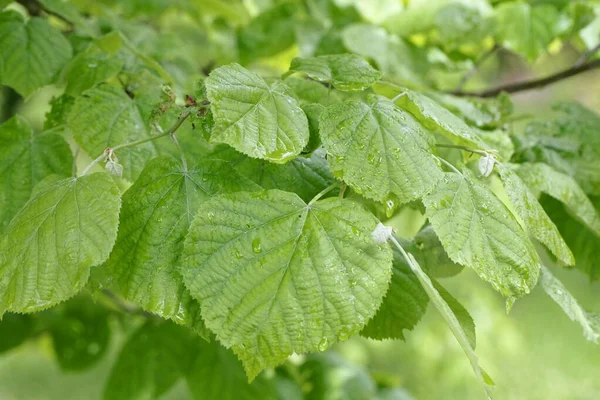 Feuilles Tilleul Argenté Tilia Tomentosa — Photo