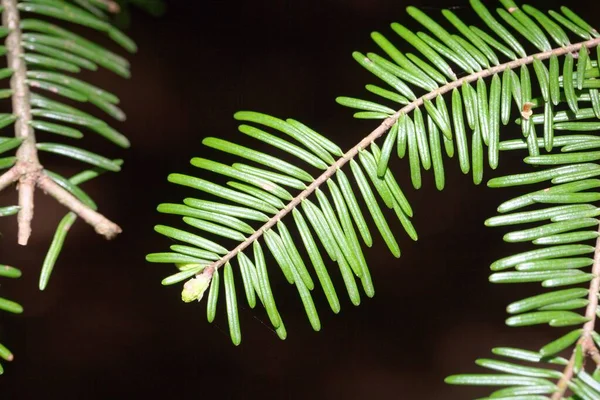 Молоді Голки Великого Яру Abies Grandis — стокове фото