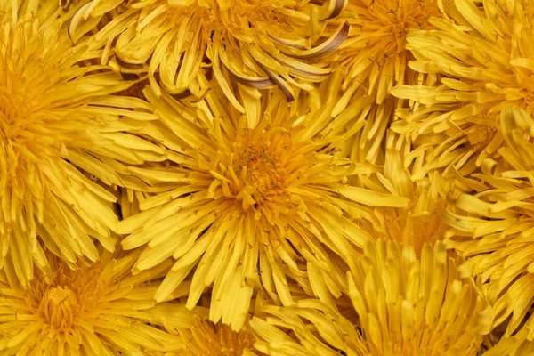 Macro Photo Dandelion Flowers Background Texture — Stock Photo, Image