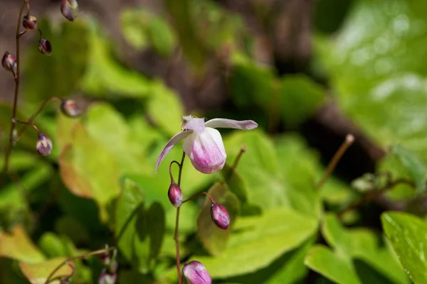 Flor Del Híbrido Barrenwort Epimedium Youngianum — Foto de Stock