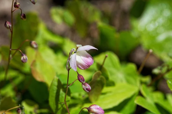 Flor Del Híbrido Barrenwort Epimedium Youngianum — Foto de Stock