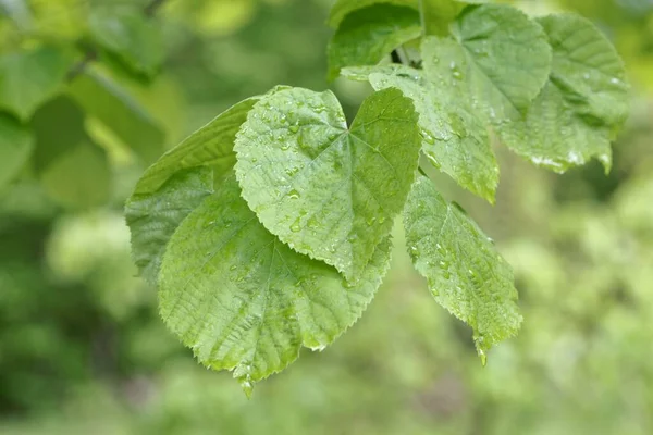 Листья Серебряной Липы Tilia Tomentosa Стоковое Изображение