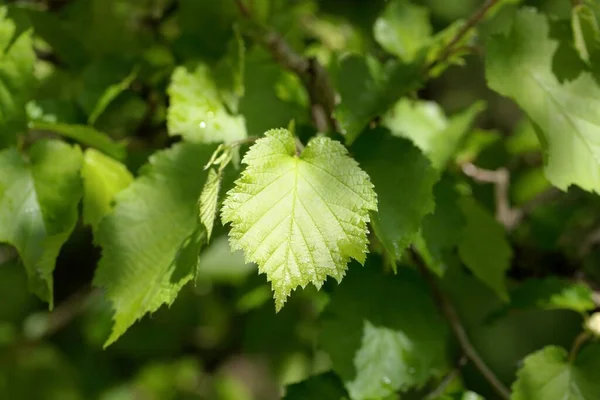 Листья Турецкого Орешника Corylus Colurna Стоковое Фото