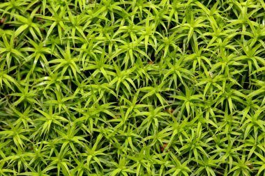 Arkaplan olarak yosun Polytrichum formozunun yaprakları  