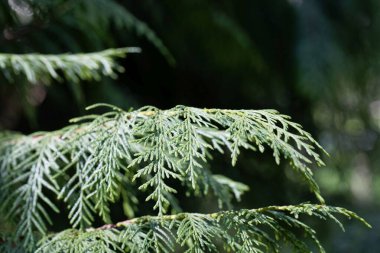 Nootka sedir dalları ve iğneleri, Cupressus nootkatensis 