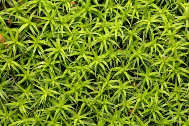 Arkaplan olarak yosun Polytrichum formozunun yaprakları  
