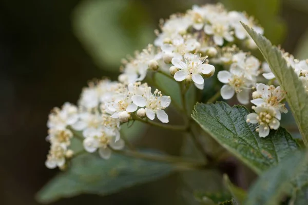 Flores Arbusto Menor Whitebeam Sorbus Minima — Fotografia de Stock