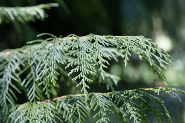 Branches Aiguilles Céder Nootka Cupressus Nootkatensis — Photo