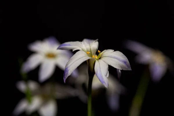 Blume Eines Springsterns Ipheion Uniflorum Mit Dunklem Hintergrund — Stockfoto