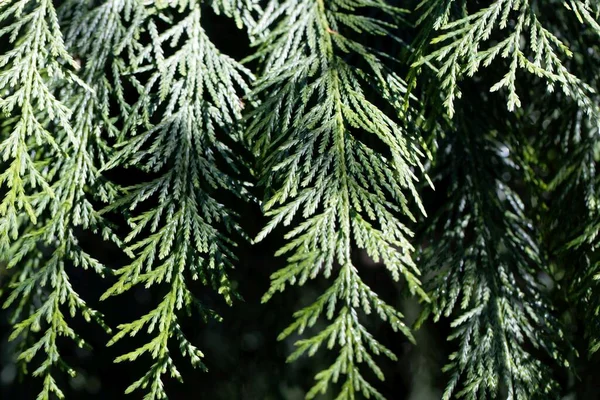 Äste Und Nadeln Einer Nootka Ceder Cupressus Nootkatensis — Stockfoto