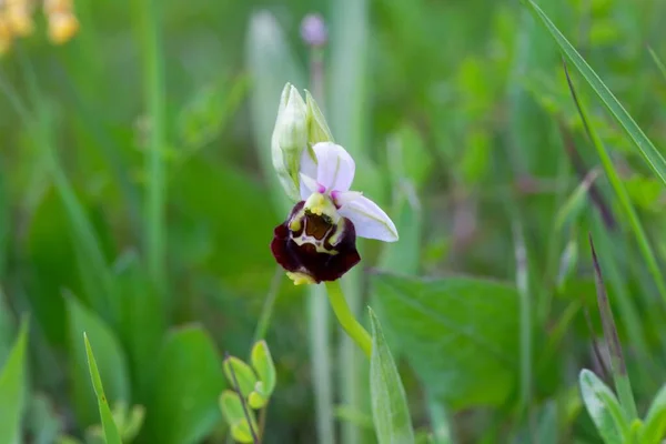 Kwiat Storczyka Pająka Ophrys Holoserica — Zdjęcie stockowe