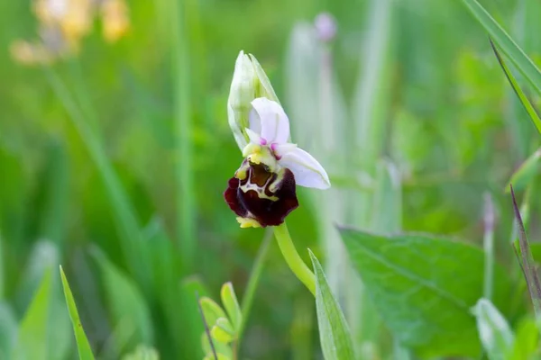 Flor Orquídea Araña Tardía Ophrys Holoserica — Foto de Stock