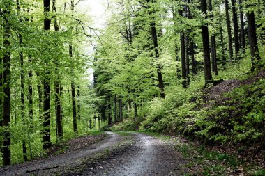 Almanya 'nın Thüringen Ormanı' ndaki kayın ormanlarından geçiyor.