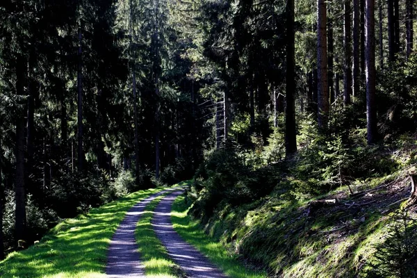 Droga Przez Las Górach Lasu Turyngii Języku Niemieckim — Zdjęcie stockowe