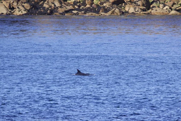 Płetwa Grzbietowa Delfina Butlonozy Tursiops Truncates Oceanie Atlantyckim Wybrzeżu Bretonu — Zdjęcie stockowe