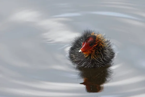 Chick Eurasian Coot Fulica Atra Water Surface — Stock Photo, Image