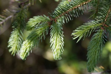 Beyaz ladin iğneleri ve dalları, Picea glauca.