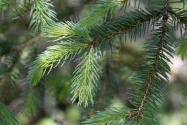 Beyaz ladin iğneleri ve dalları, Picea glauca.