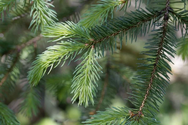 Βελόνες Και Κλαδιά Λευκής Ελάτης Picea Glauca — Φωτογραφία Αρχείου