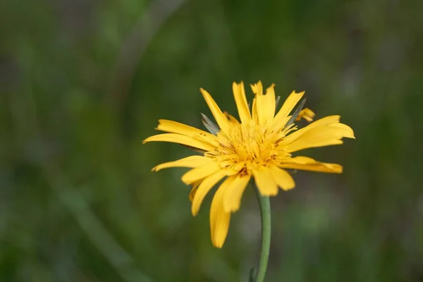 Flor Una Planta Barba Cabra Prado Tragopogon Pratensis — Foto de Stock