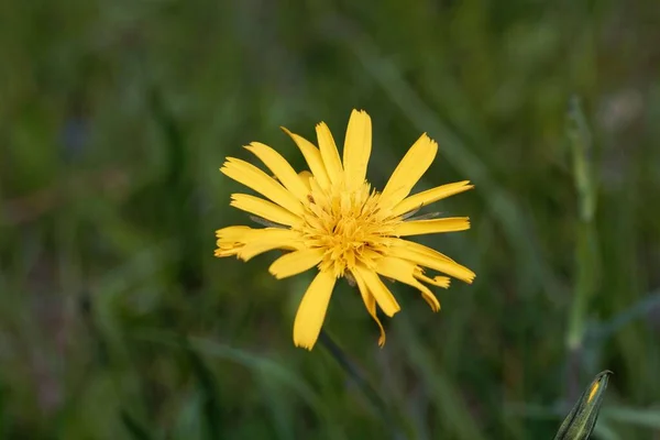 Цветок Луговой Бороды Tragopogon Pratensis — стоковое фото