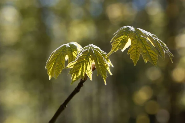 Spring Leaves Oregon Maple Tree Acer Macrophyllum — Stock Photo, Image