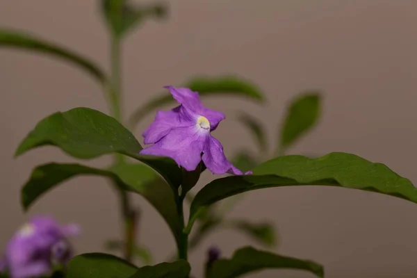 Flor Arbusto Manaca Brunfelsia Uniflora — Foto de Stock