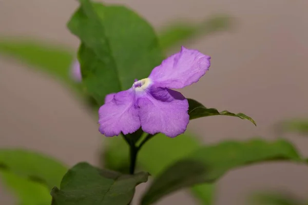 Flor Arbusto Manaca Brunfelsia Uniflora — Foto de Stock