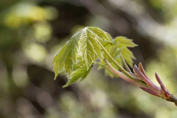 Frühlingsblätter Eines Oregon Ahornbaums Acer Macrophyllum — Stockfoto