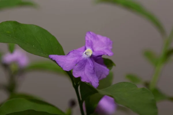 Flor Arbusto Manaca Brunfelsia Uniflora — Fotografia de Stock
