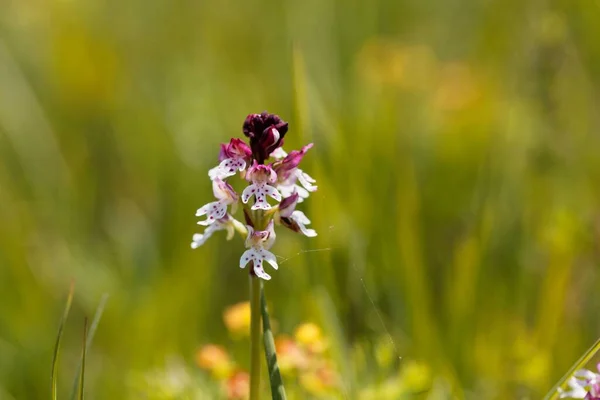 Fiore Dell Orchidea Bruciata Neotinea Ustulata — Foto Stock