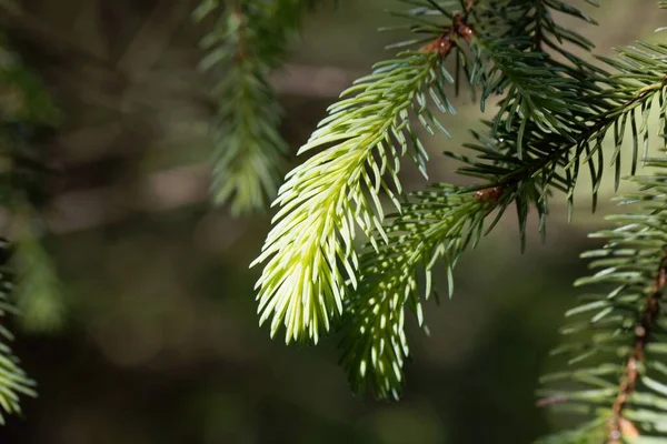 Agujas Ramas Abeto Blanco Picea Glauca —  Fotos de Stock