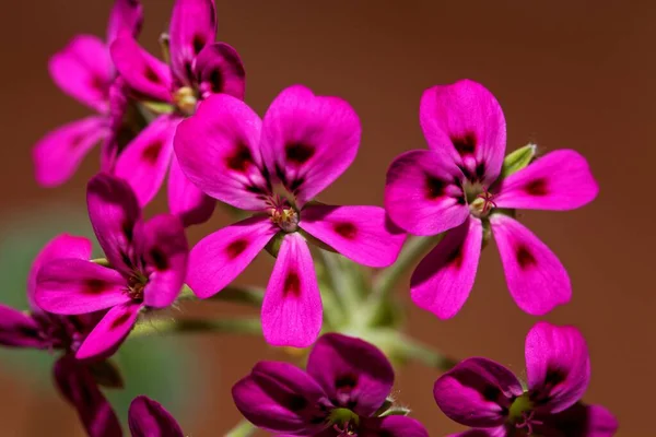 Fiore Della Specie Pelargonium Selvatica Pelargonium Echinatum — Foto Stock