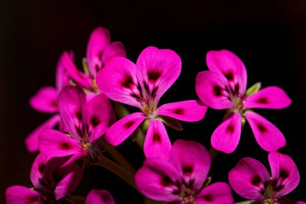 Цветок Дикого Пеларгония Pelargonium Echinatum Лицензионные Стоковые Фото