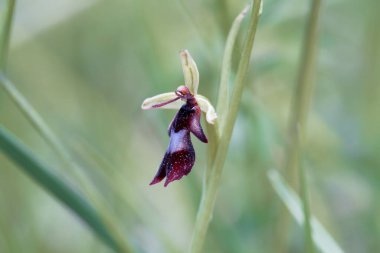 Bir sinek orkidesi çiçeği, Ophrys böceği