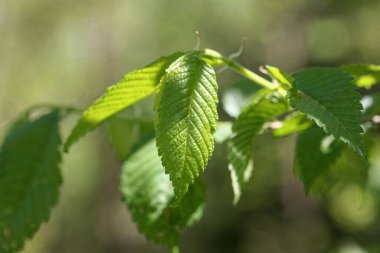 Amerikan karaağacının bahar yaprakları, Ulmus americana 
