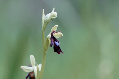 Bir sinek orkidesi çiçeği, Ophrys böceği