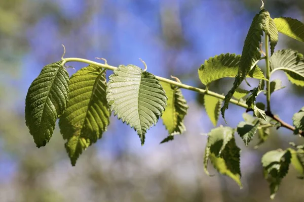 Feuilles Printanières Orme Amérique Ulmus Americana — Photo