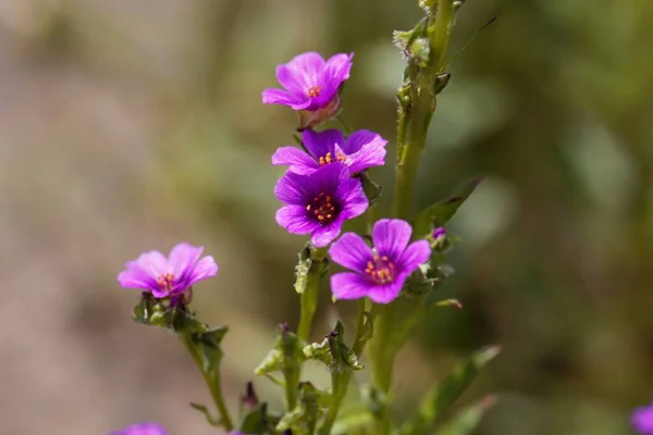 Blomma Friterad Rödbetsväxt Calandrinia Ciliata — Stockfoto